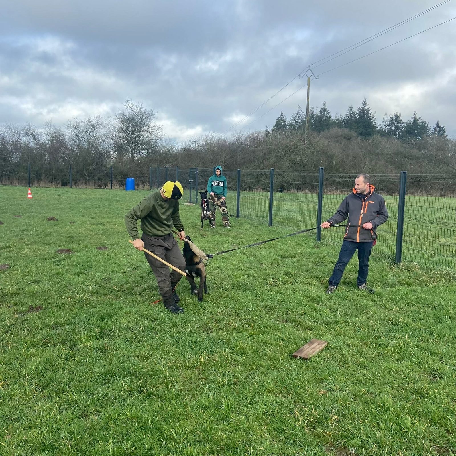 Éducation d'un chien adulte
