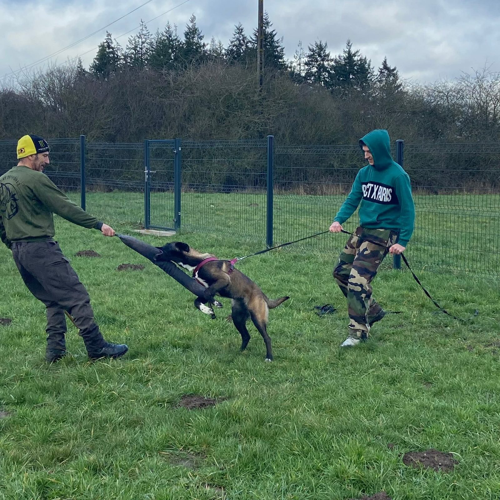 Travail sur le comportement du chien