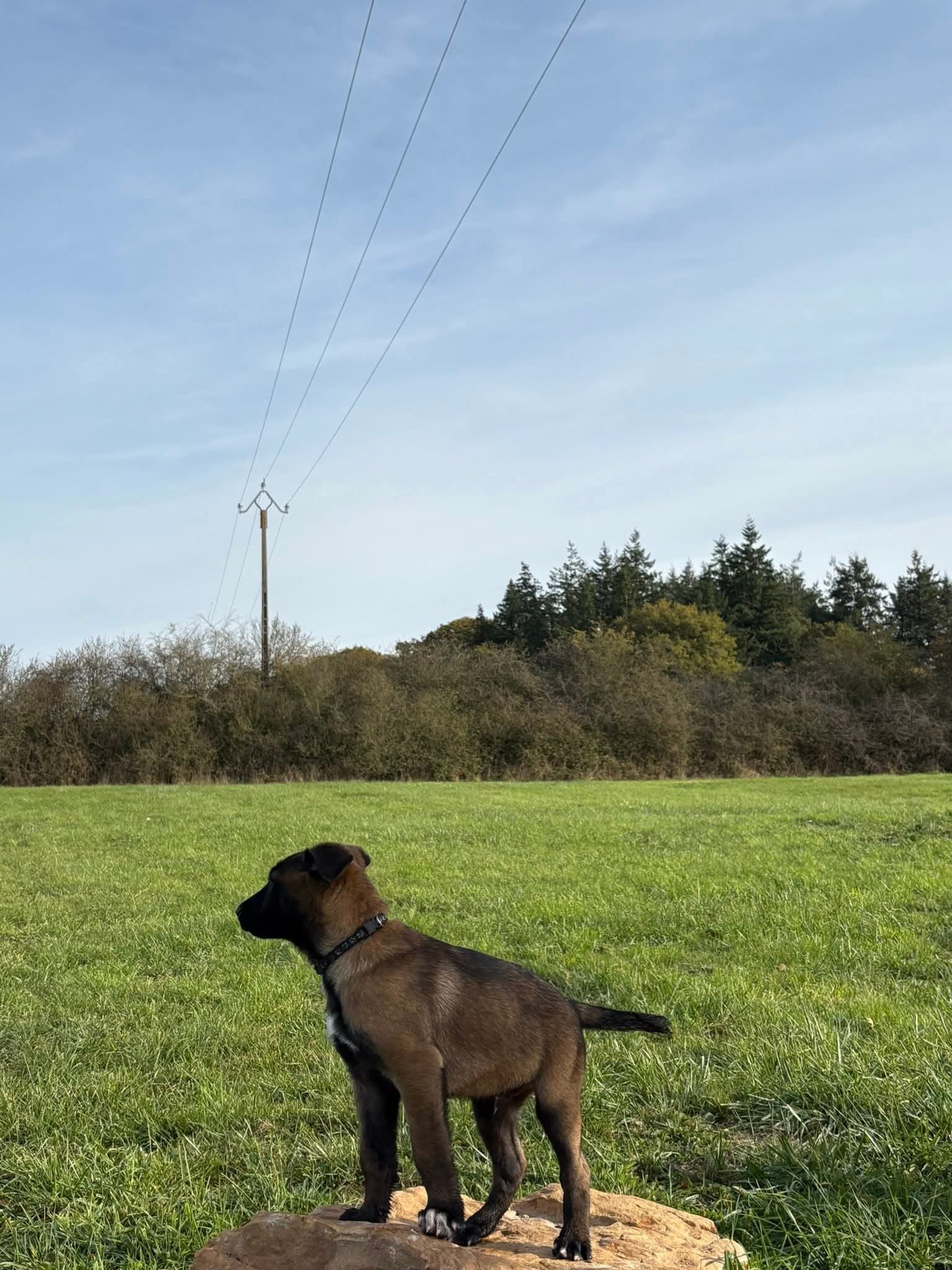 Chiot Malinois disponible à l'adoption