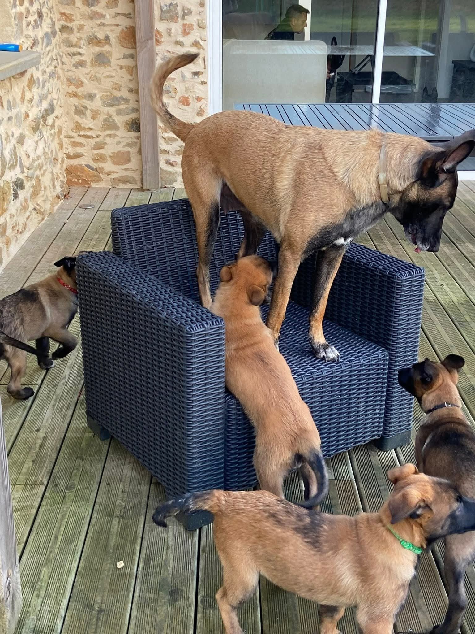 Chiots dans leur environnement familial
