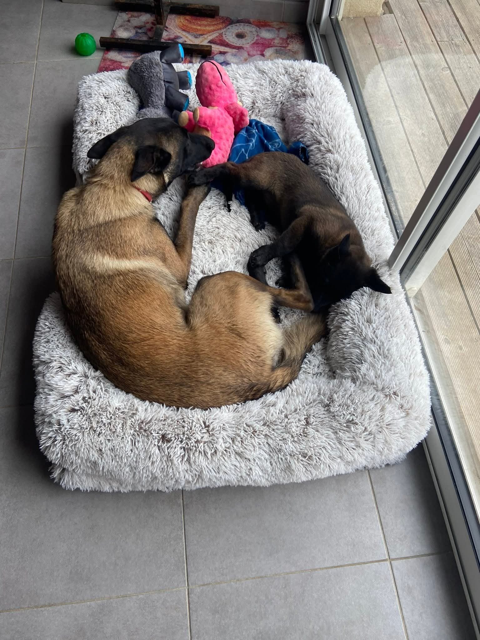 Les chiens adultes de l'élevage