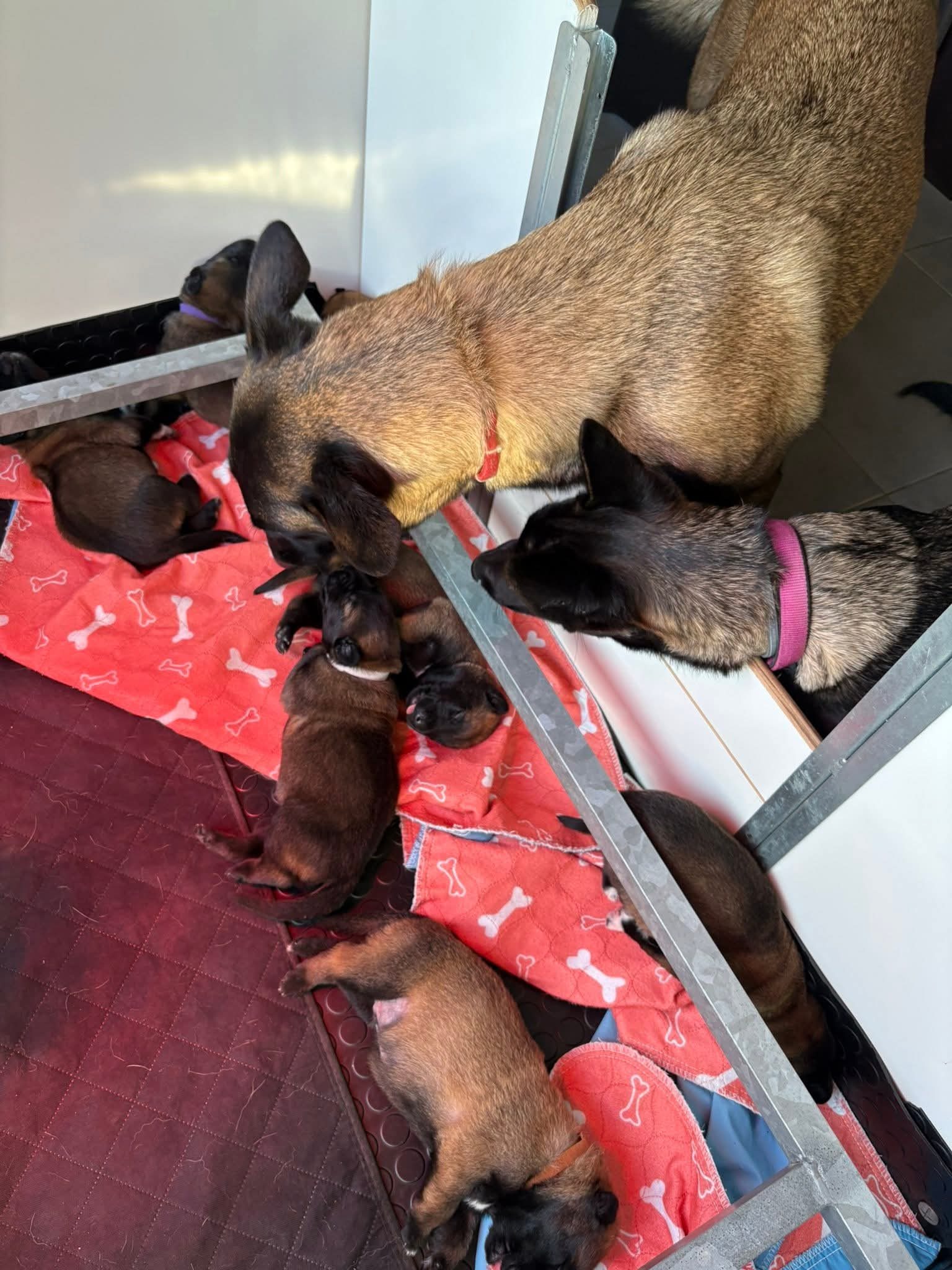 Chiots nouveau-nés d'une portée du Royaume des Salines