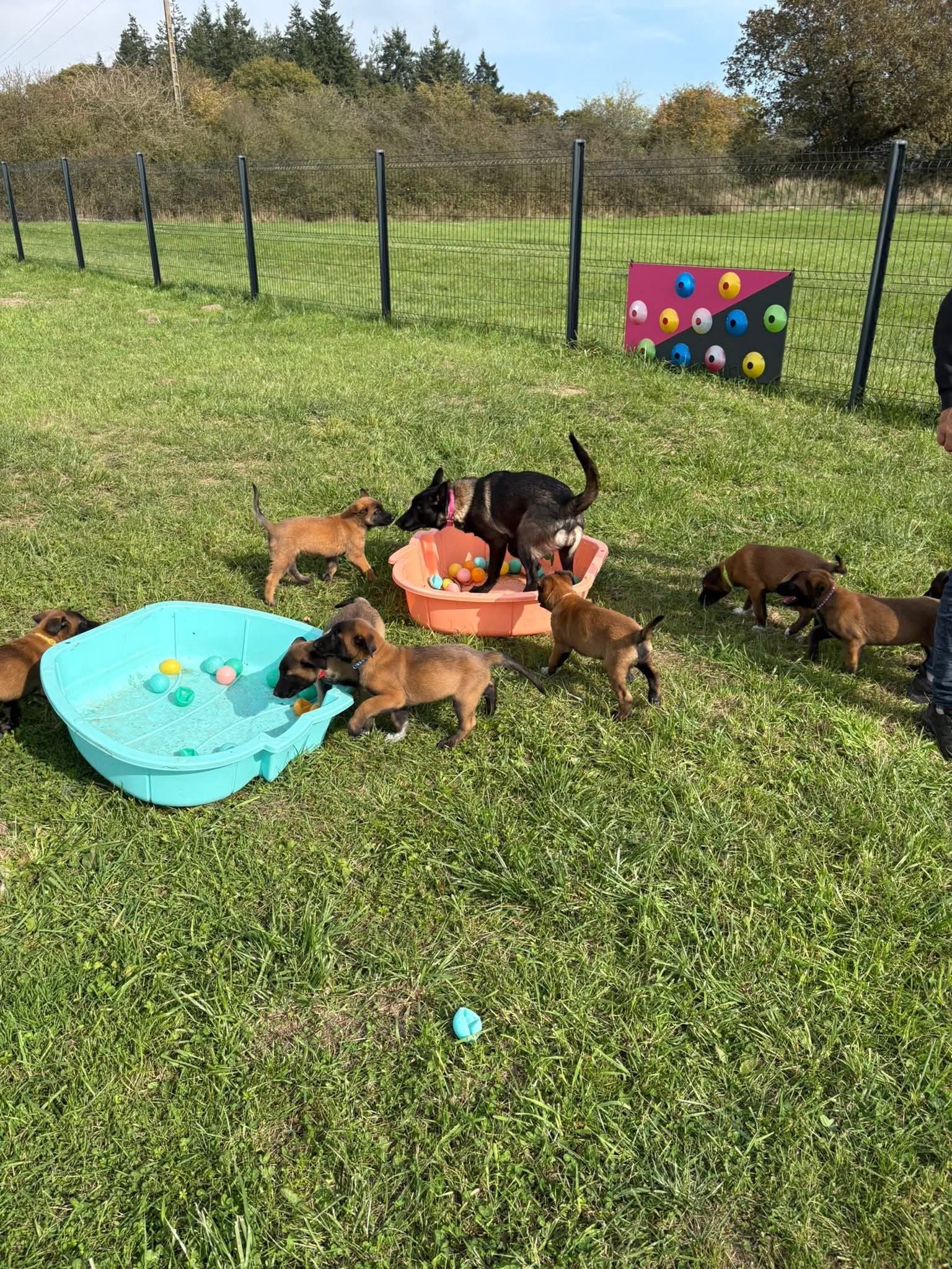 La vie quotidienne des chiots à l'élevage