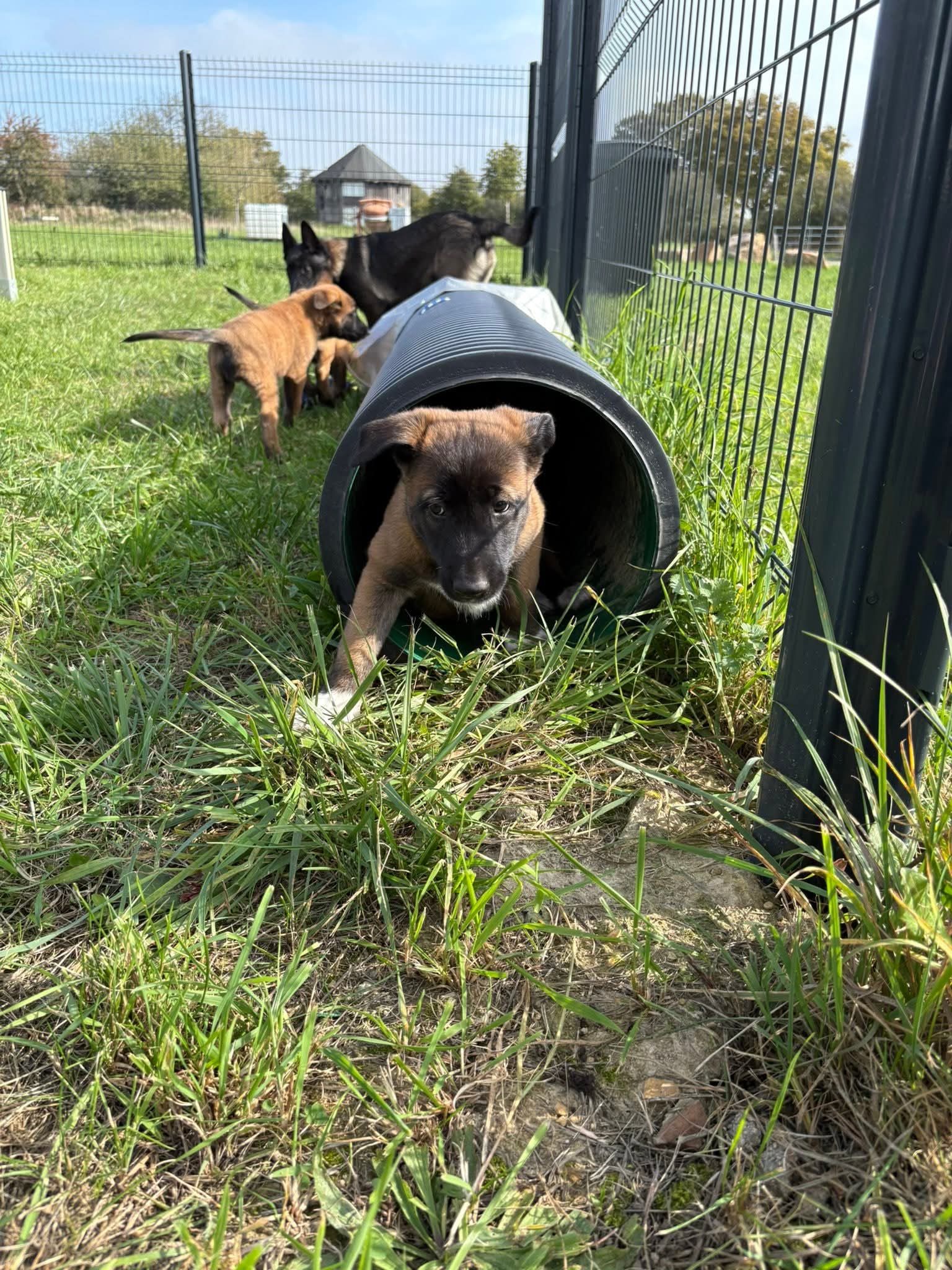 Chiots de l'élevage