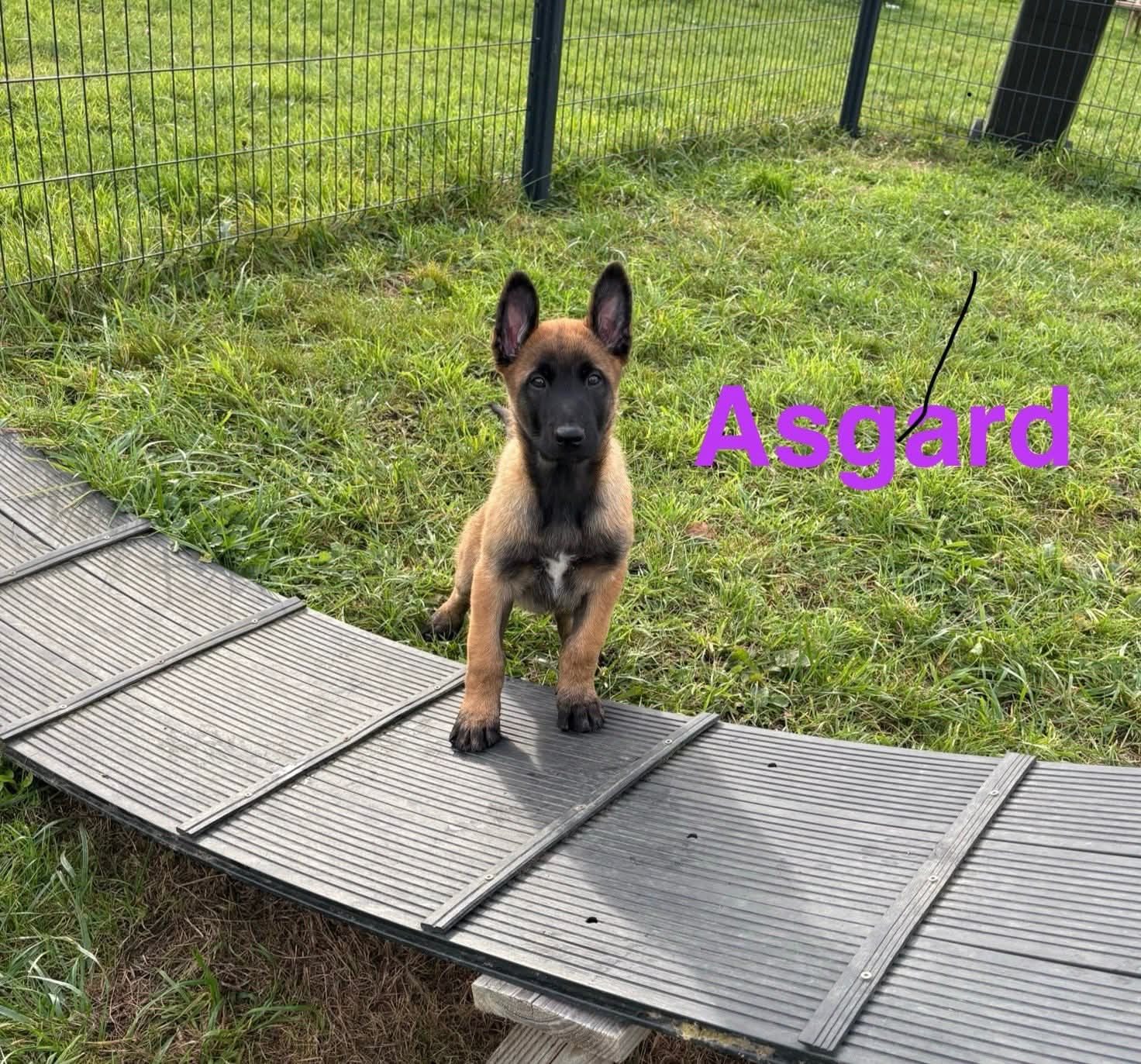 Berger Belge Malinois de l'élevage