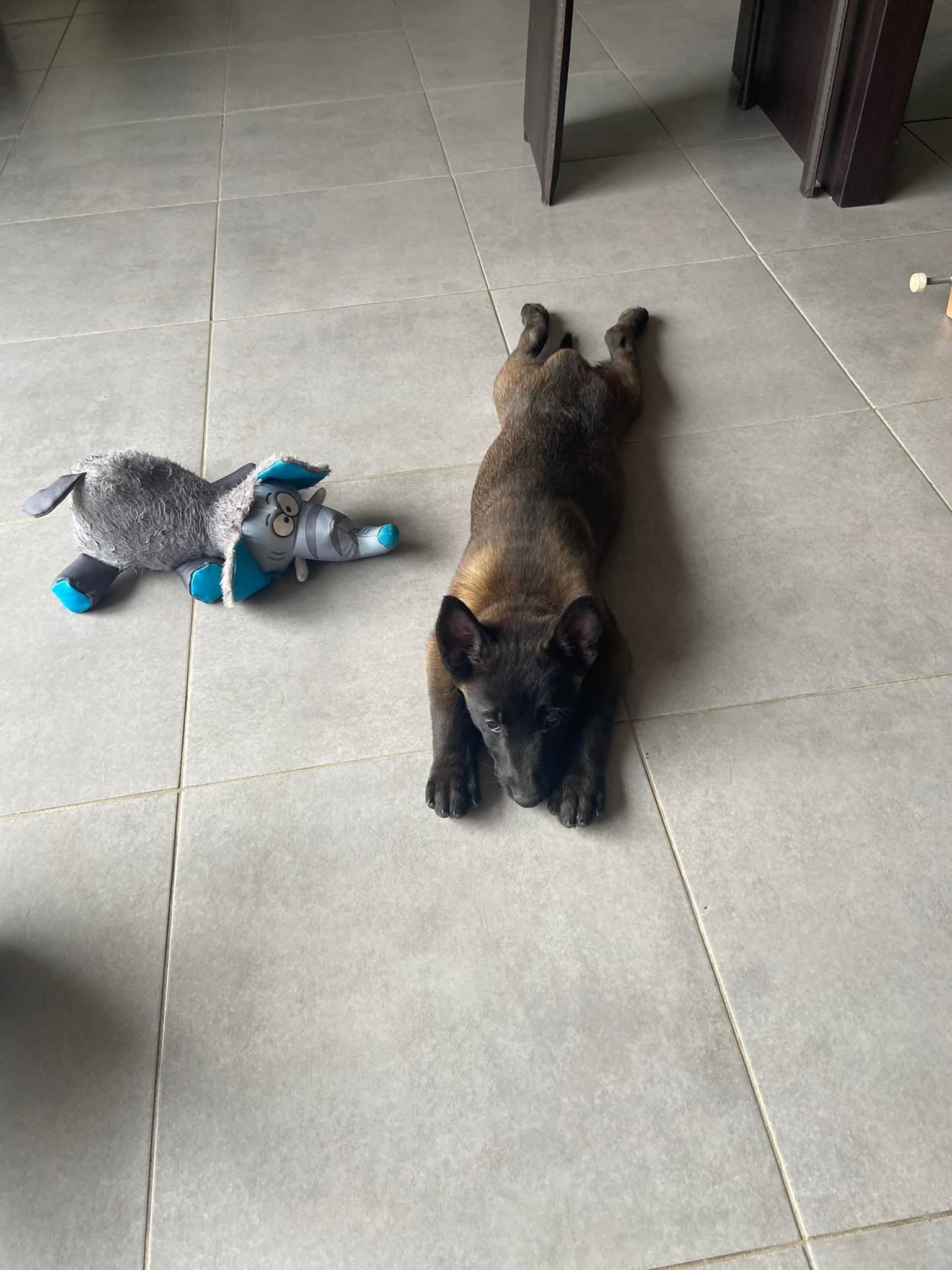 Berger Belge Malinois de l'élevage