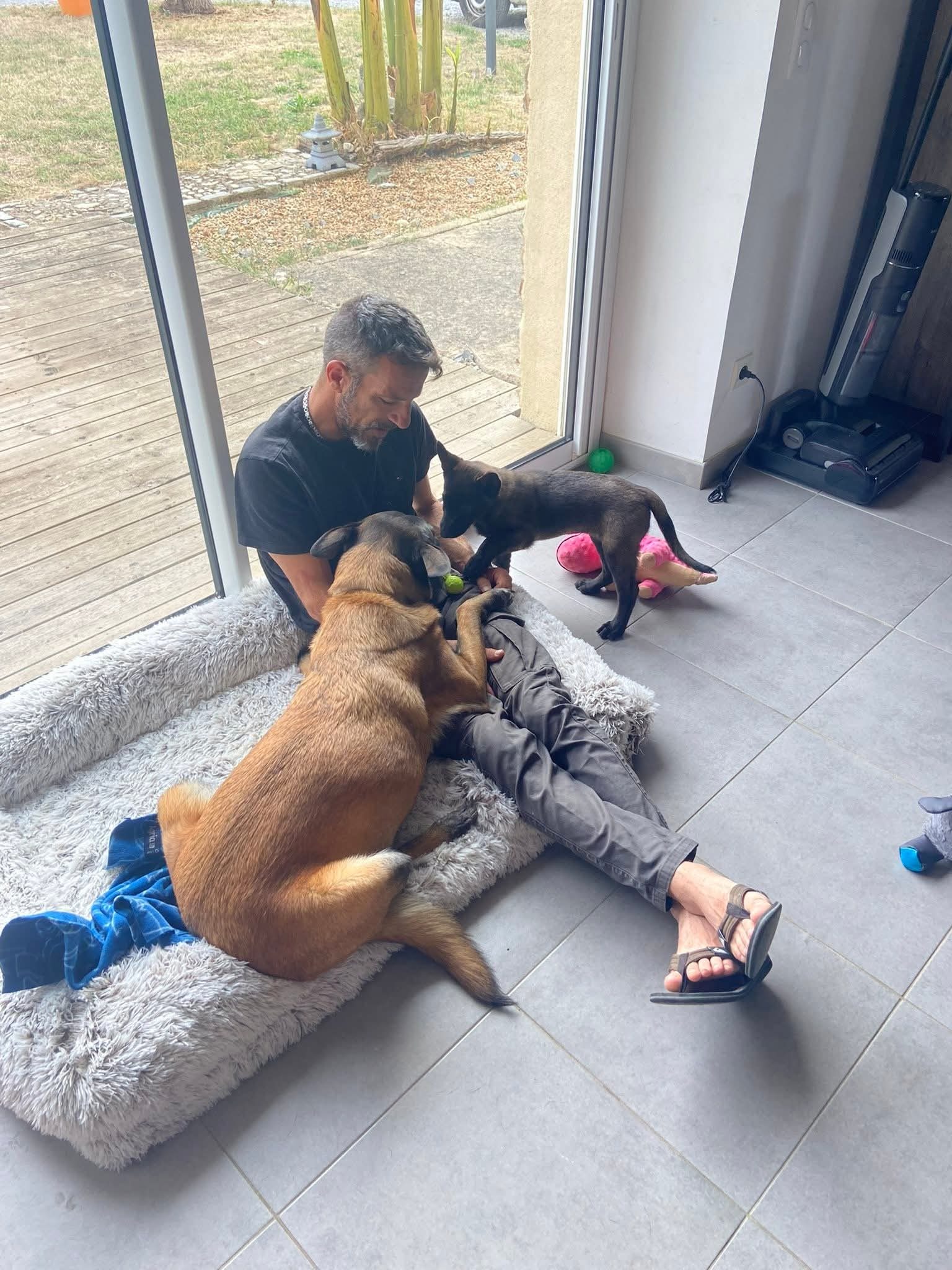 Berger Belge Malinois de l'élevage