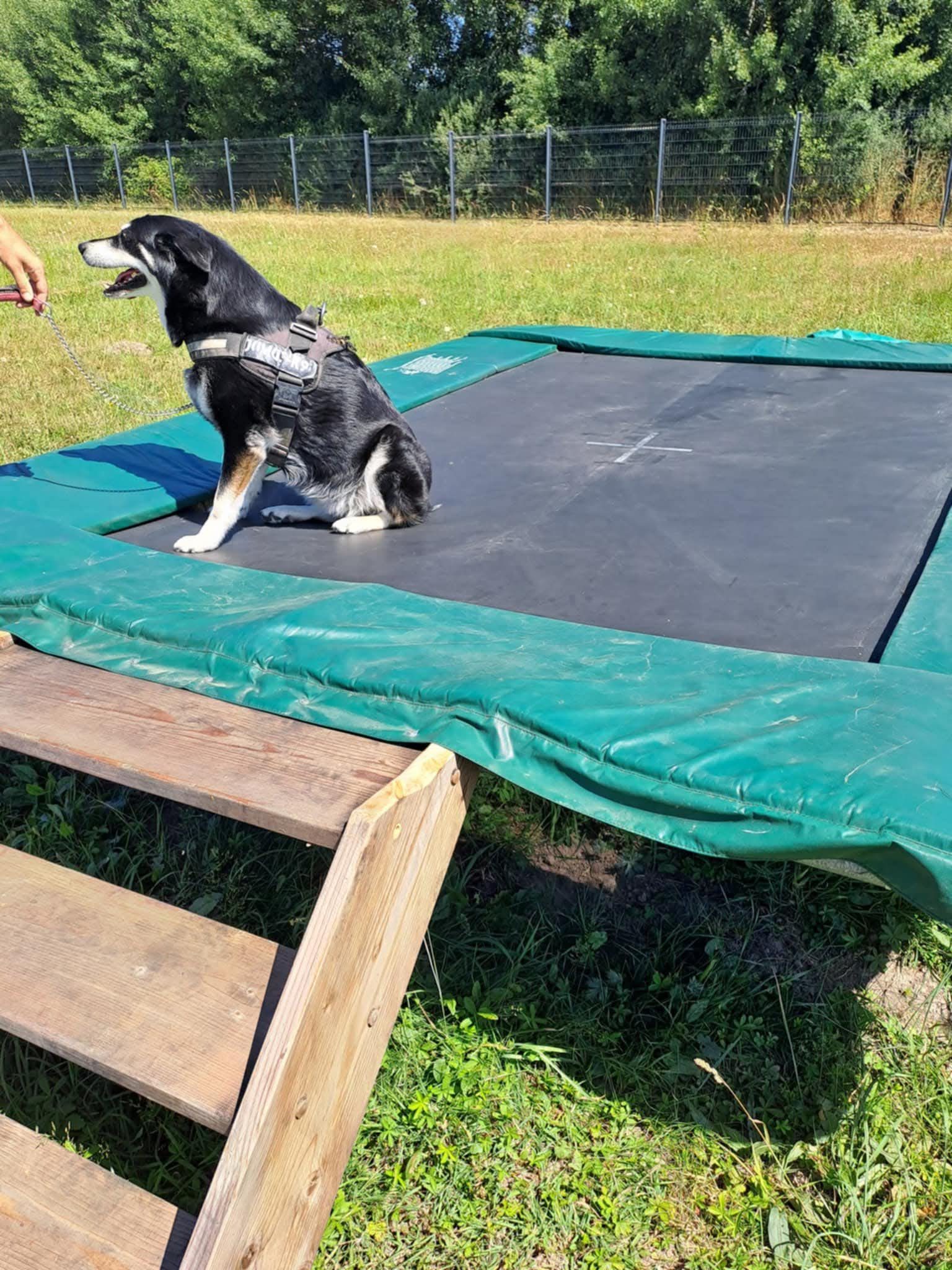 Le parc canin