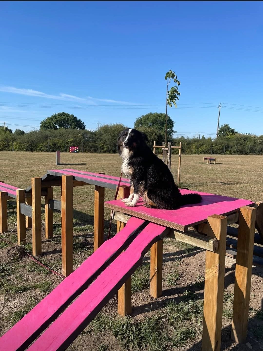 Chien assis sur une structure d'agility rose dans le parc du complexe
