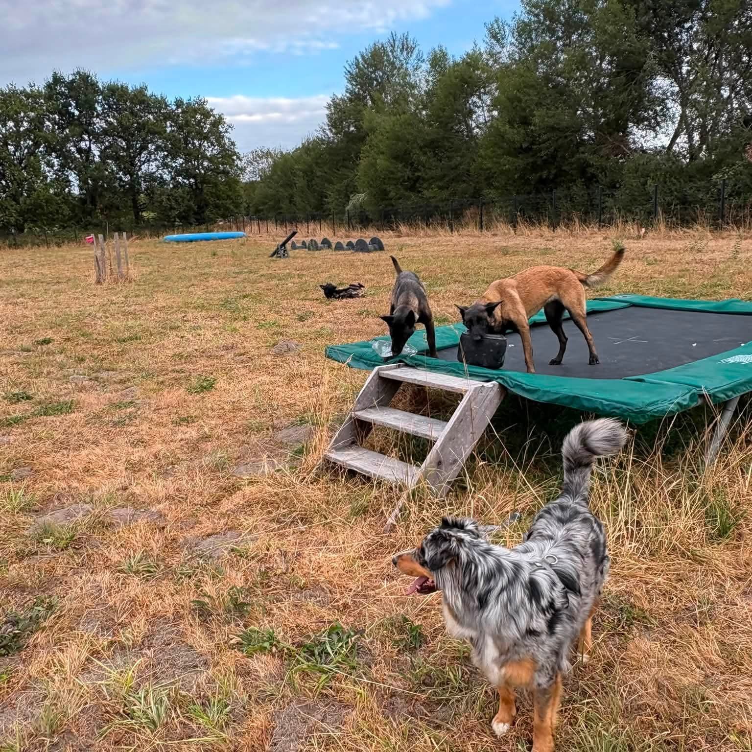 Chiot Malinois du Royaume des Salines
