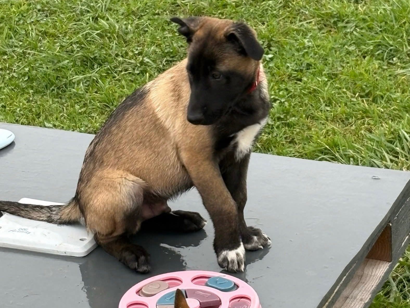 Portrait d'un Berger Belge Malinois de l'élevage