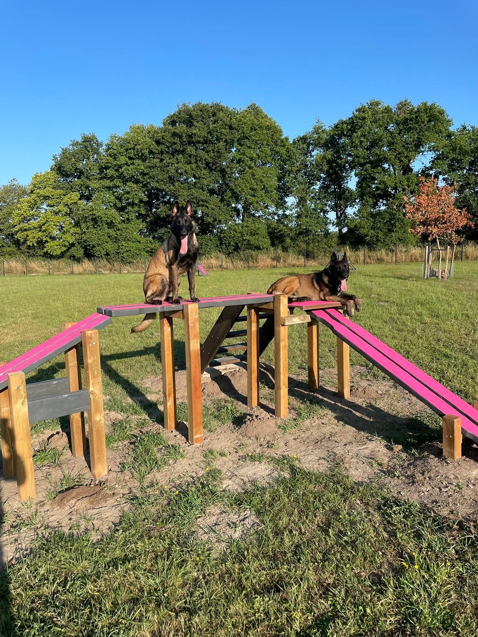 Chiens en train de jouer dans le parc canin