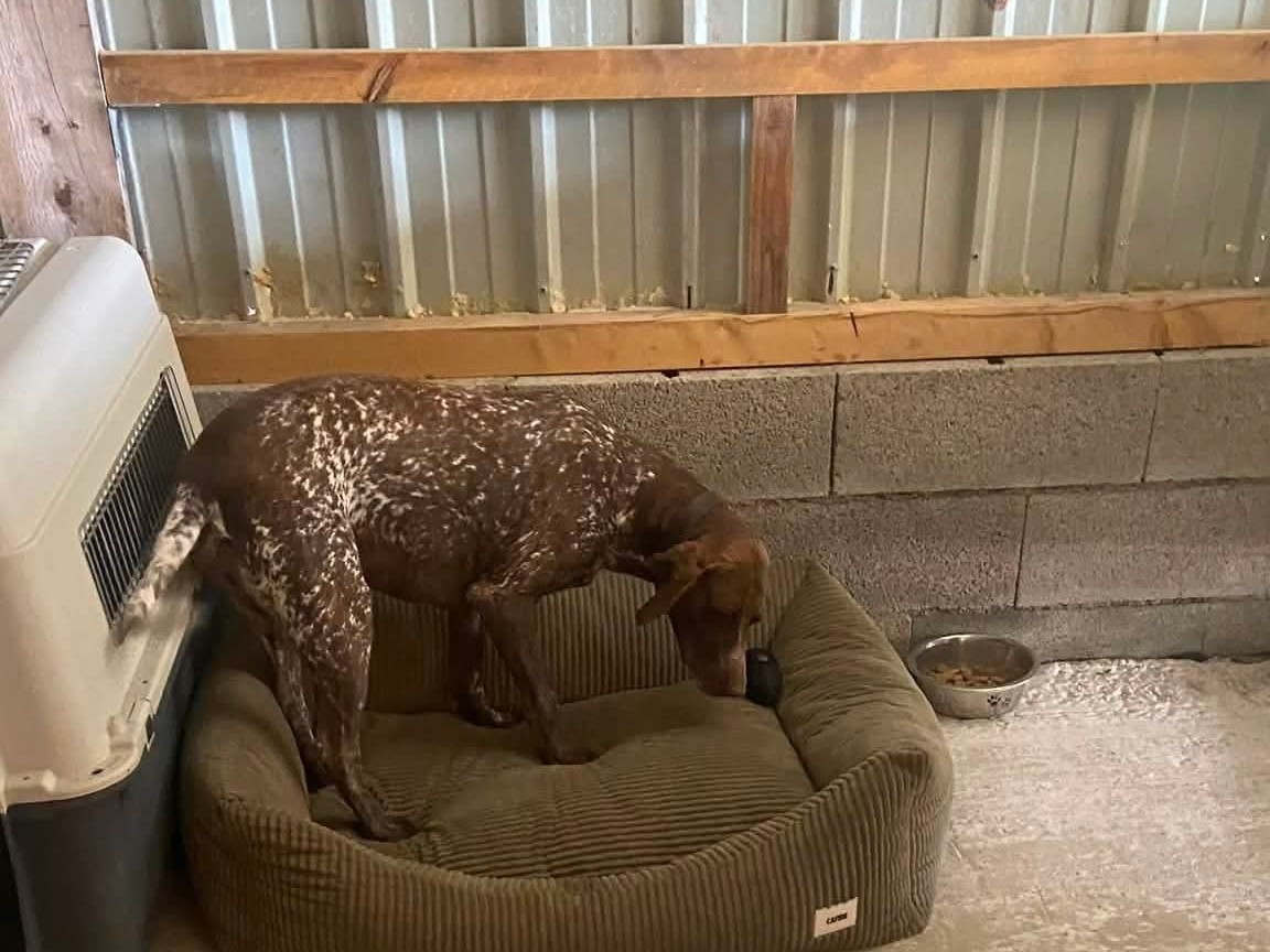 Chien confortablement installé dans son espace à la pension