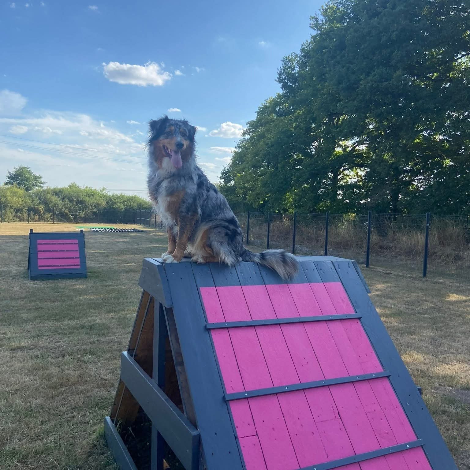 Espace de repos calme pour les chiens en pension
