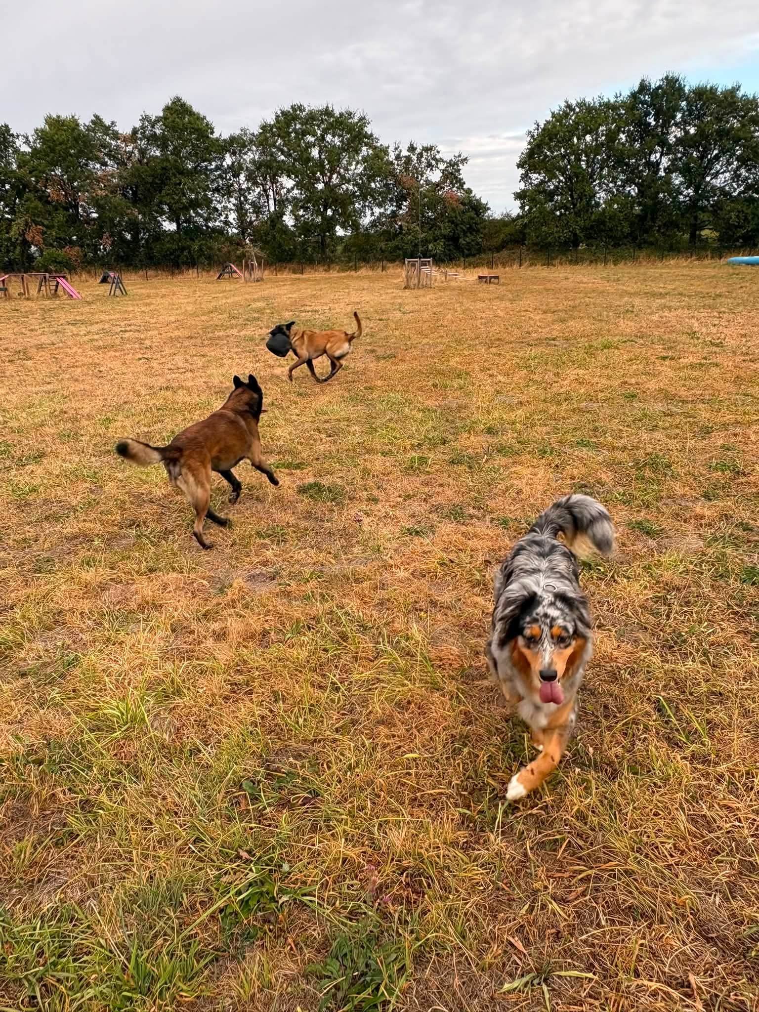 Chien se dépensant en pleine course dans le parc