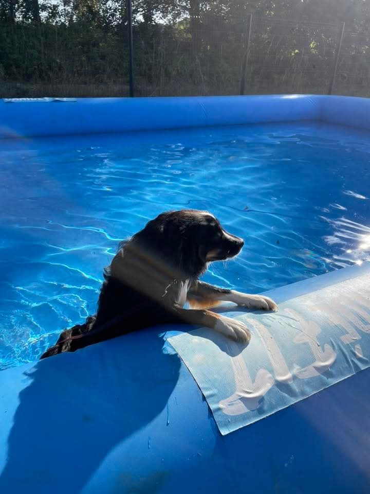 Chien jouant dans une piscine du parc