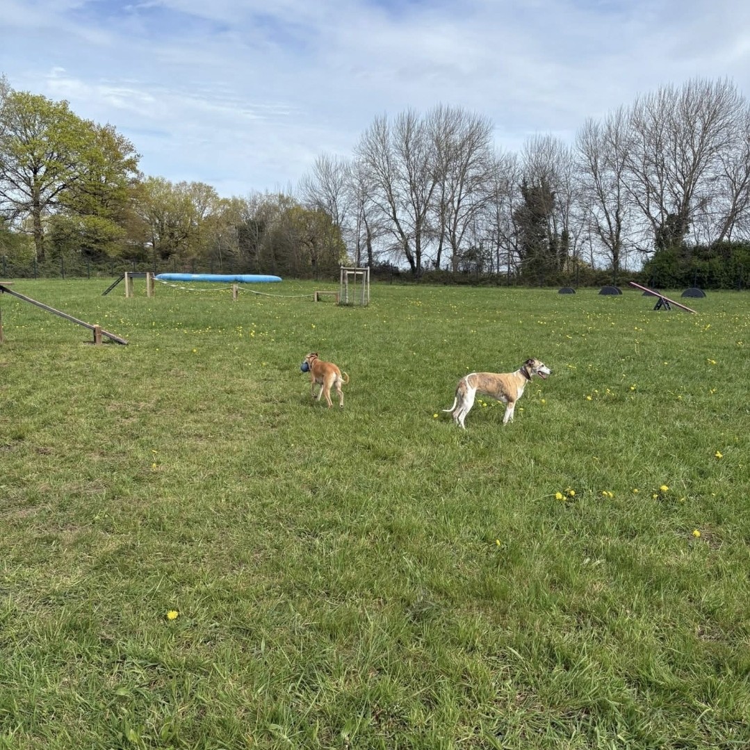 Vue d'ensemble du parc canin