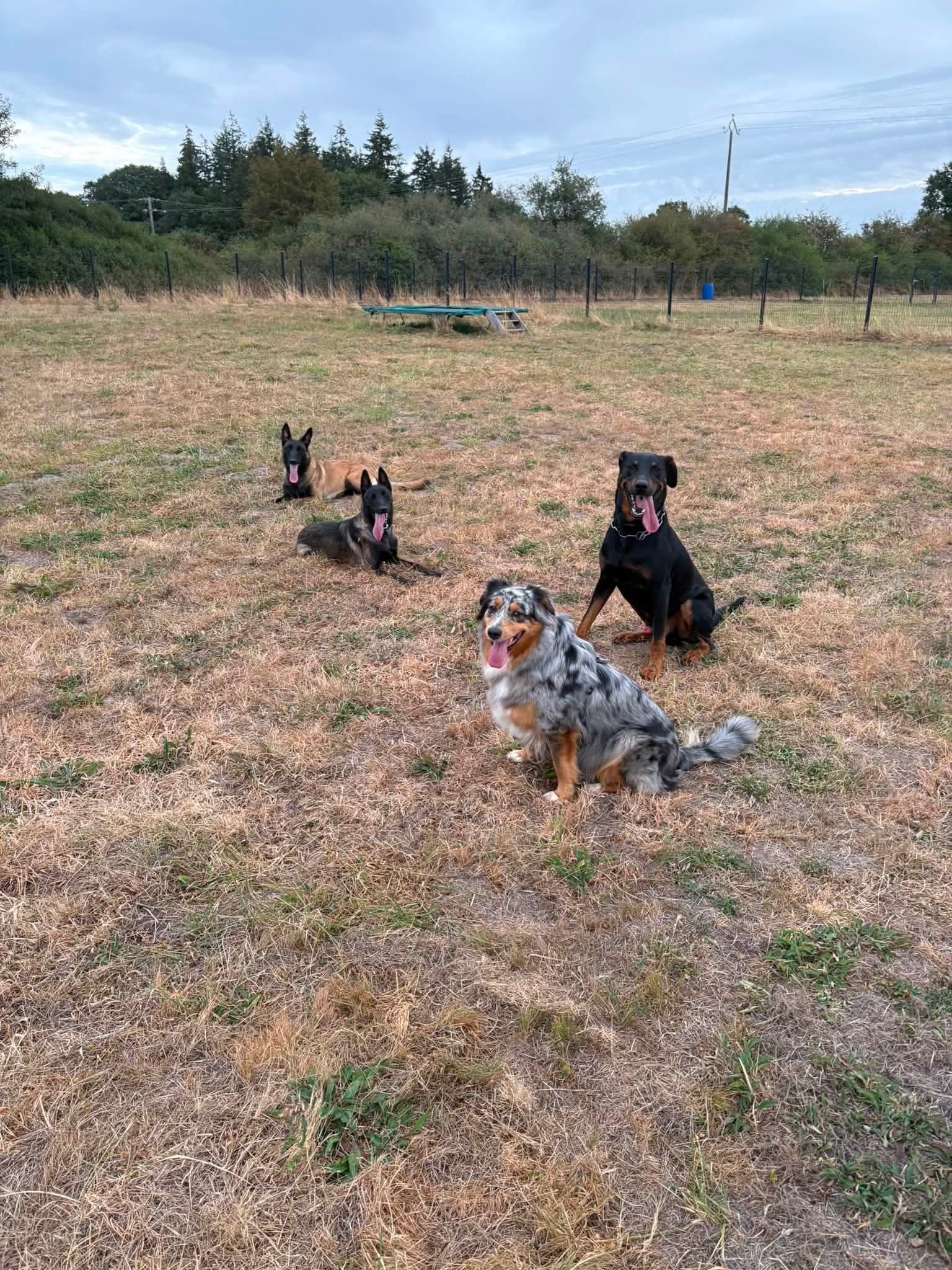 Chiens se socialisant ensemble dans le parc