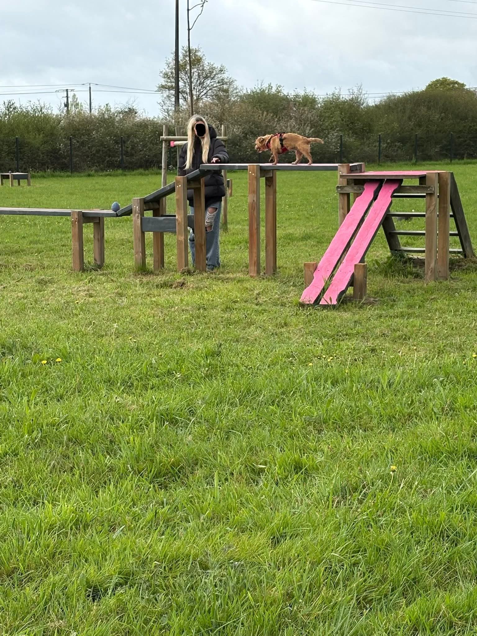 Chien au travail sur un parcours du parc