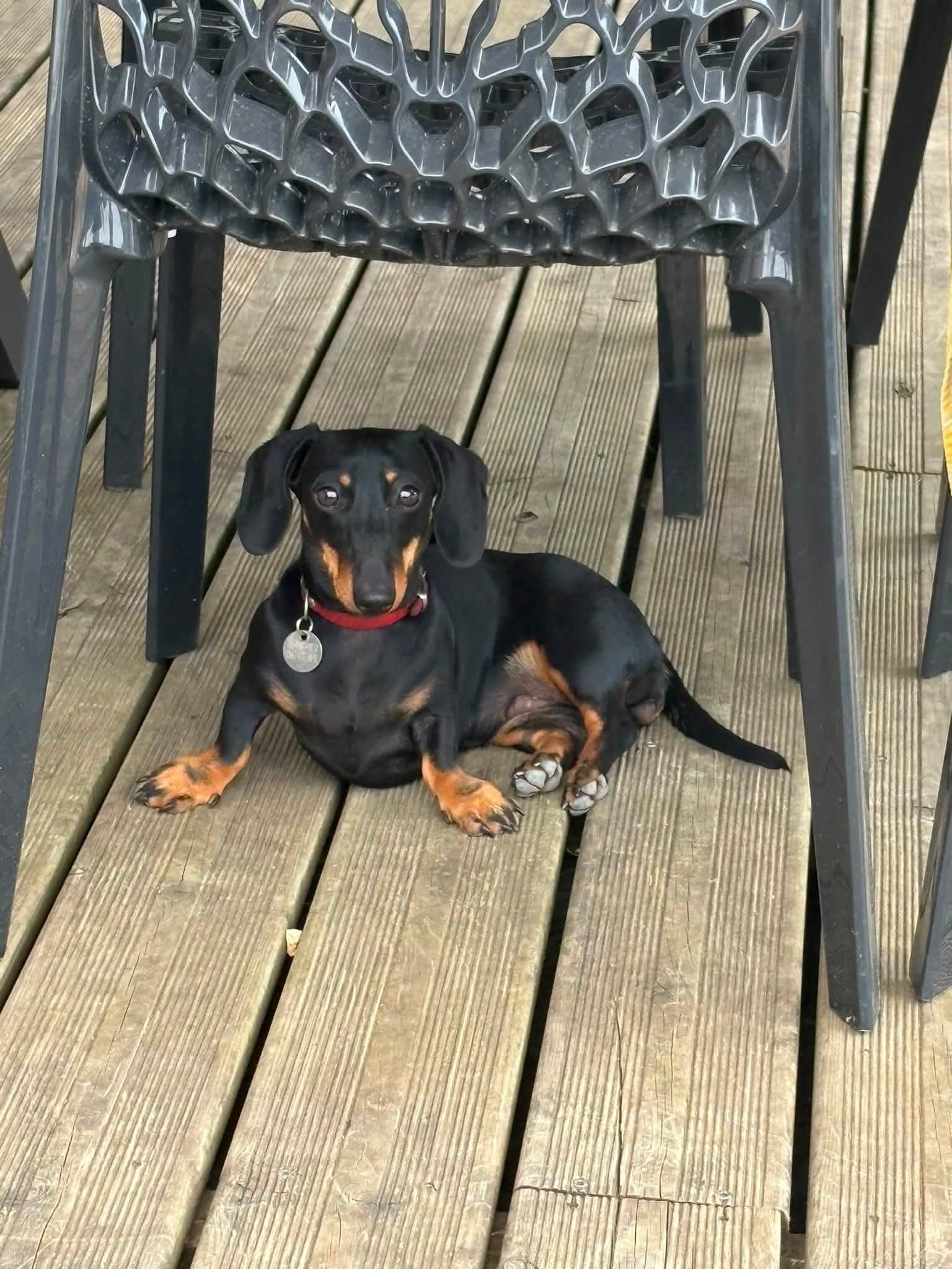 Chien détendu pendant son séjour en pension